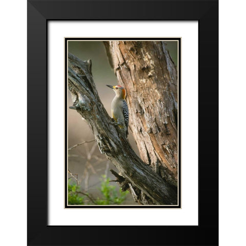 Ladder Back Woodpecker Black Modern Wood Framed Art Print with Double Matting by Leahy, Ike