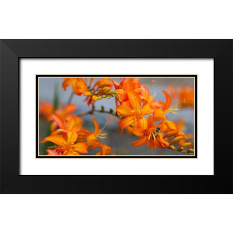 Orange Lilies III Black Modern Wood Framed Art Print with Double Matting by Leahy, Ike
