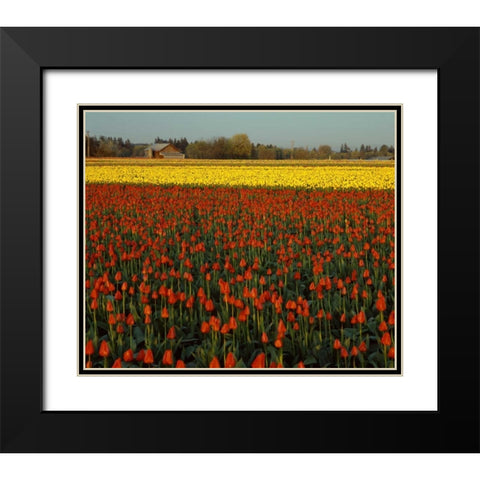 Tulips in Mt. Vernon Black Modern Wood Framed Art Print with Double Matting by Leahy, Ike