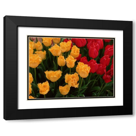 Tulips Black Modern Wood Framed Art Print with Double Matting by Leahy, Ike