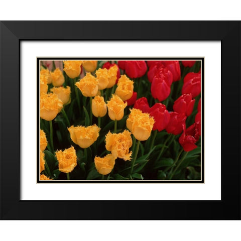 Tulips Black Modern Wood Framed Art Print with Double Matting by Leahy, Ike