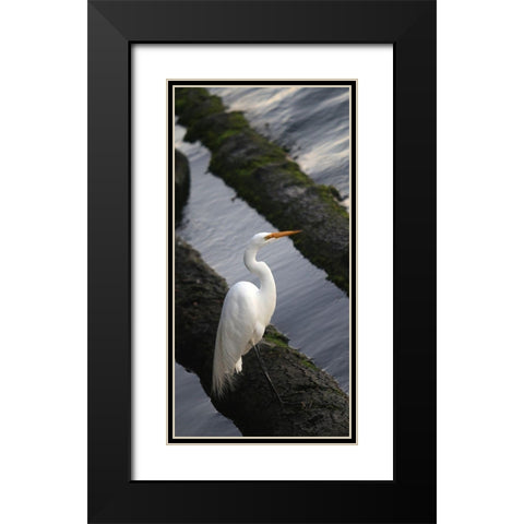 White Crane Black Modern Wood Framed Art Print with Double Matting by Leahy, Ike