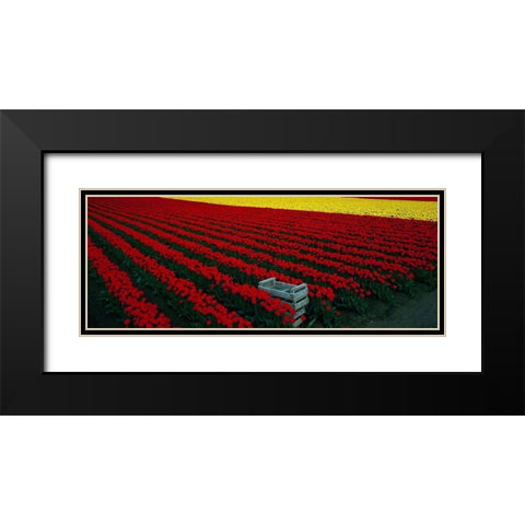 Spring Tulips Black Modern Wood Framed Art Print with Double Matting by Leahy, Ike