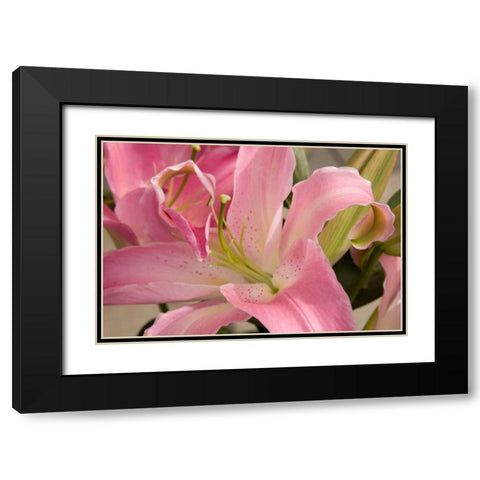 Soft Pink Lily I Black Modern Wood Framed Art Print with Double Matting by Love, Maureen