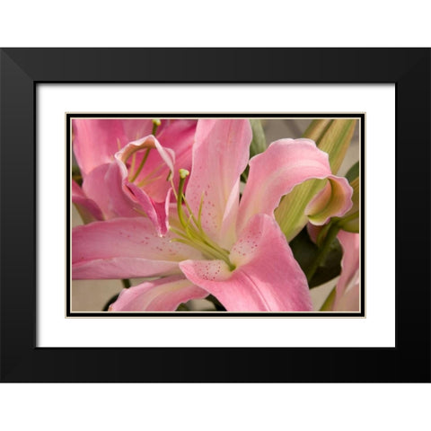 Soft Pink Lily I Black Modern Wood Framed Art Print with Double Matting by Love, Maureen
