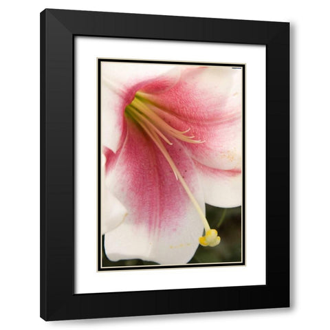 Soft Pink Lily II Black Modern Wood Framed Art Print with Double Matting by Love, Maureen