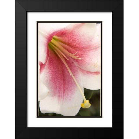 Soft Pink Lily II Black Modern Wood Framed Art Print with Double Matting by Love, Maureen