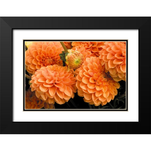 Peach Dalhia I Black Modern Wood Framed Art Print with Double Matting by Love, Maureen