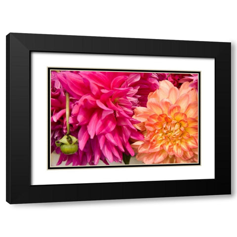 Fuschia Dalhia III Black Modern Wood Framed Art Print with Double Matting by Love, Maureen