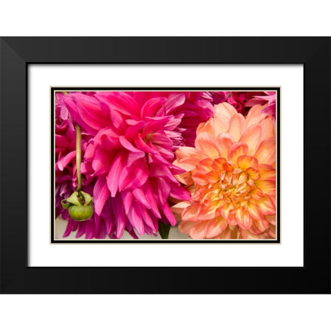Fuschia Dalhia III Black Modern Wood Framed Art Print with Double Matting by Love, Maureen