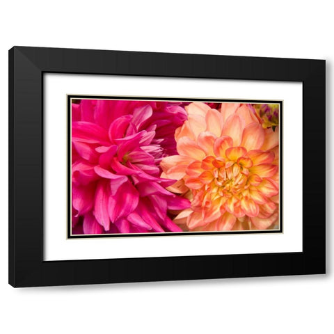 Fuschia Dalhia IV Black Modern Wood Framed Art Print with Double Matting by Love, Maureen