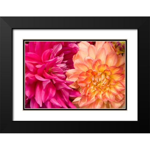 Fuschia Dalhia IV Black Modern Wood Framed Art Print with Double Matting by Love, Maureen