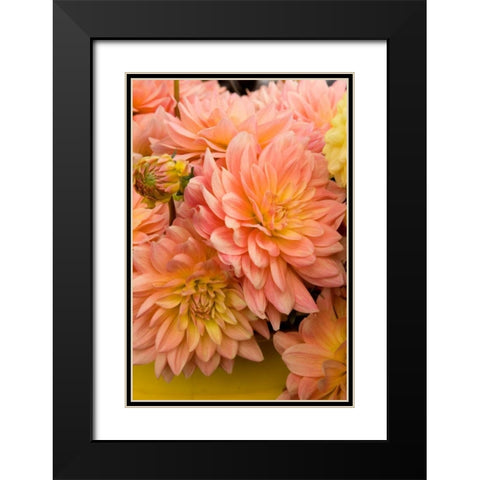 Peach Dalhia III Black Modern Wood Framed Art Print with Double Matting by Love, Maureen