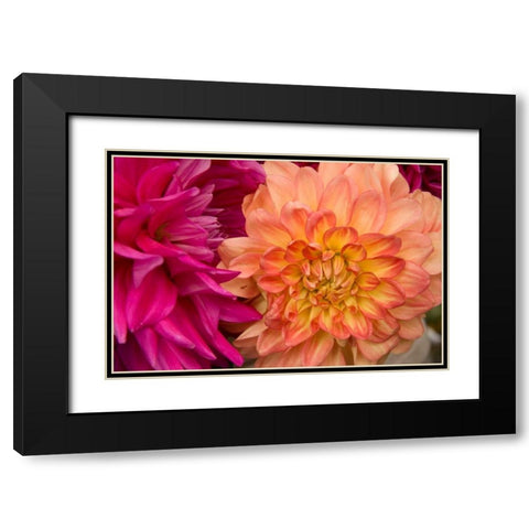 Fuschia Dalhia V Black Modern Wood Framed Art Print with Double Matting by Love, Maureen