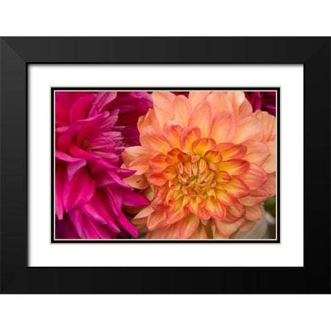 Fuschia Dalhia V Black Modern Wood Framed Art Print with Double Matting by Love, Maureen