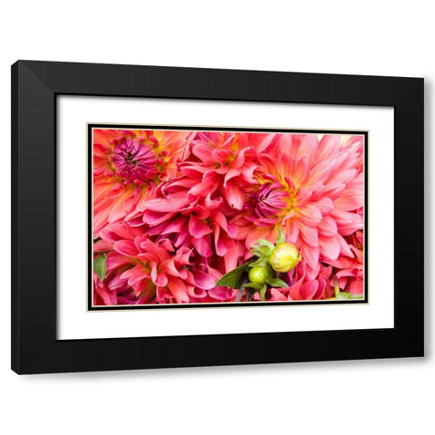 Pink Dalhia III Black Modern Wood Framed Art Print with Double Matting by Love, Maureen