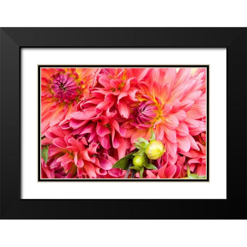 Pink Dalhia III Black Modern Wood Framed Art Print with Double Matting by Love, Maureen