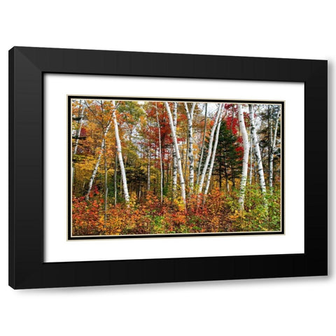 Vermont Birches Black Modern Wood Framed Art Print with Double Matting by Malvin, Larry