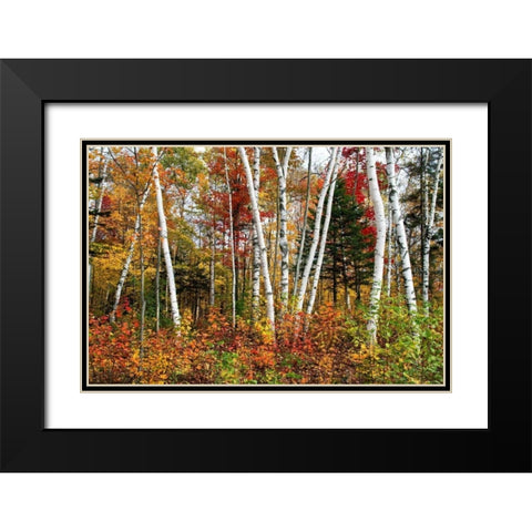 Vermont Birches Black Modern Wood Framed Art Print with Double Matting by Malvin, Larry