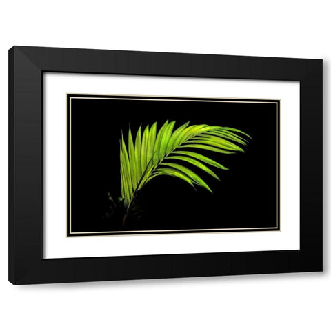Fern on Black Black Modern Wood Framed Art Print with Double Matting by Malvin, Larry