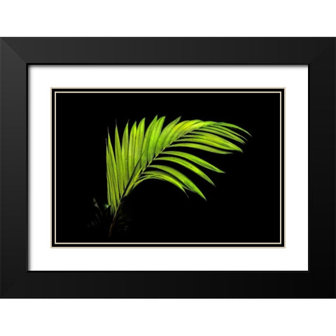 Fern on Black Black Modern Wood Framed Art Print with Double Matting by Malvin, Larry