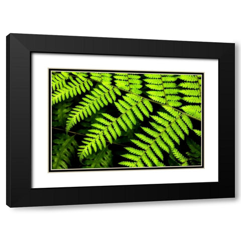 Fern Patterns Black Modern Wood Framed Art Print with Double Matting by Malvin, Larry