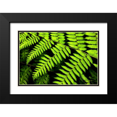 Fern Patterns Black Modern Wood Framed Art Print with Double Matting by Malvin, Larry