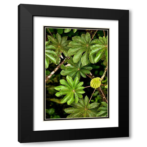 Cloud Forest Foliage I Black Modern Wood Framed Art Print with Double Matting by Malvin, Larry