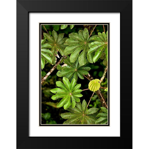 Cloud Forest Foliage I Black Modern Wood Framed Art Print with Double Matting by Malvin, Larry