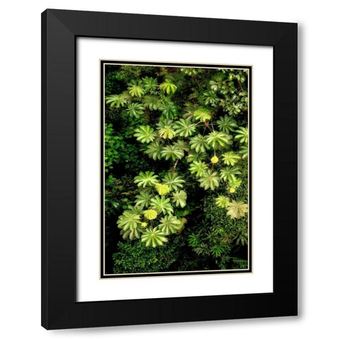 Cloud Forest Foliage II Black Modern Wood Framed Art Print with Double Matting by Malvin, Larry