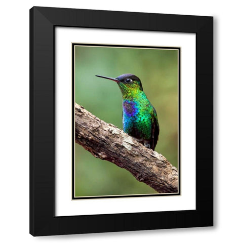Hummingbird I Black Modern Wood Framed Art Print with Double Matting by Malvin, Larry