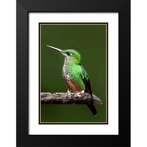 Hummingbird III Black Modern Wood Framed Art Print with Double Matting by Malvin, Larry