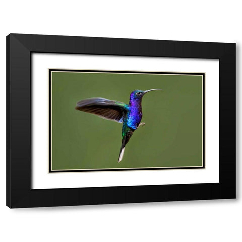 Hummingbird VII Black Modern Wood Framed Art Print with Double Matting by Malvin, Larry