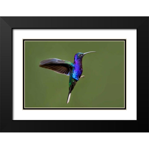 Hummingbird VII Black Modern Wood Framed Art Print with Double Matting by Malvin, Larry