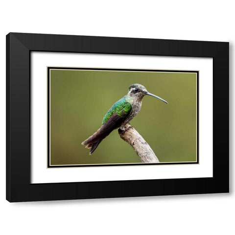 Hummingbird VIII Black Modern Wood Framed Art Print with Double Matting by Malvin, Larry