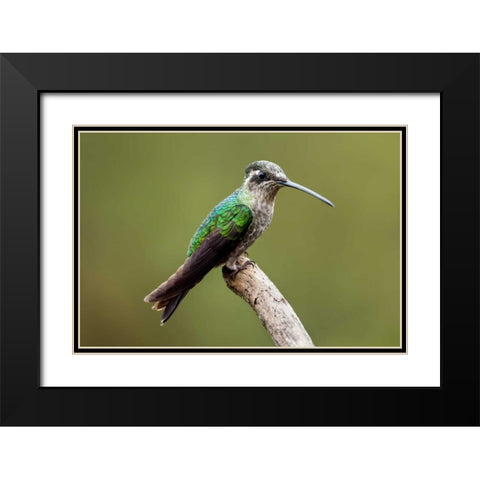 Hummingbird VIII Black Modern Wood Framed Art Print with Double Matting by Malvin, Larry