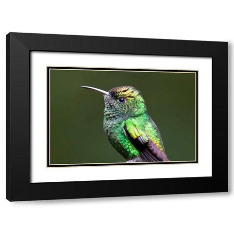 Copper Headed Black Modern Wood Framed Art Print with Double Matting by Malvin, Larry