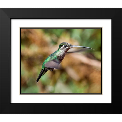 In Flight II Black Modern Wood Framed Art Print with Double Matting by Malvin, Larry