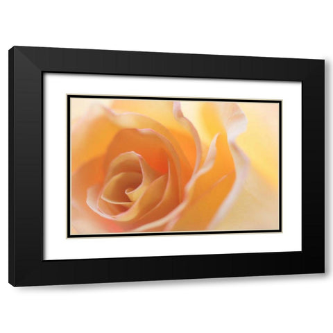 Yellow Roses II Black Modern Wood Framed Art Print with Double Matting by Mahan, Kathy