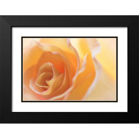 Yellow Roses II Black Modern Wood Framed Art Print with Double Matting by Mahan, Kathy