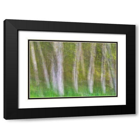 Alder Forest I Black Modern Wood Framed Art Print with Double Matting by Mahan, Kathy