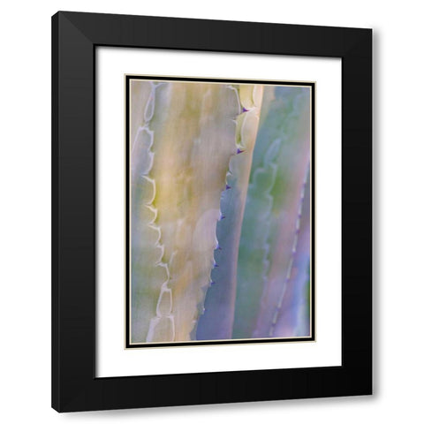 Agave I Black Modern Wood Framed Art Print with Double Matting by Mahan, Kathy