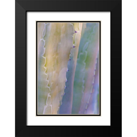 Agave I Black Modern Wood Framed Art Print with Double Matting by Mahan, Kathy
