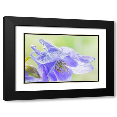 Columbine Flowers I Black Modern Wood Framed Art Print with Double Matting by Mahan, Kathy