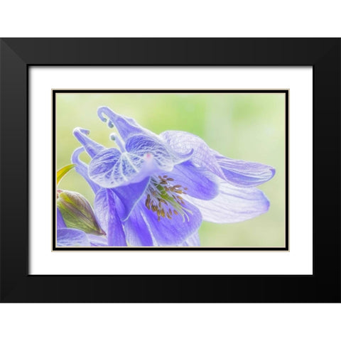 Columbine Flowers I Black Modern Wood Framed Art Print with Double Matting by Mahan, Kathy
