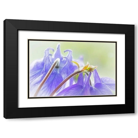 Columbine Flowers II Black Modern Wood Framed Art Print with Double Matting by Mahan, Kathy