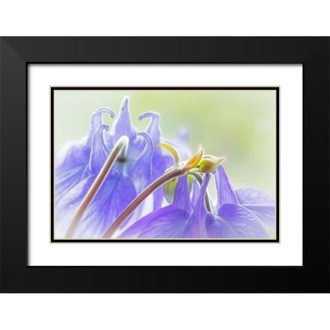 Columbine Flowers II Black Modern Wood Framed Art Print with Double Matting by Mahan, Kathy