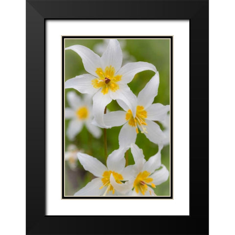 Avalanche Lily IV Black Modern Wood Framed Art Print with Double Matting by Mahan, Kathy