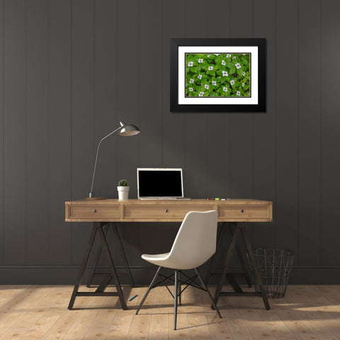 Bunchberry Black Modern Wood Framed Art Print with Double Matting by Mahan, Kathy