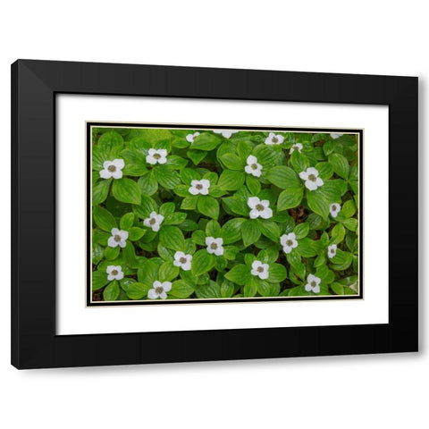 Bunchberry Black Modern Wood Framed Art Print with Double Matting by Mahan, Kathy
